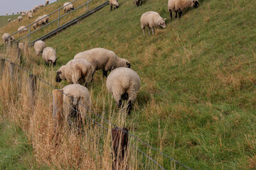 Pilsum an der Nordsee