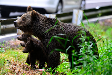 Braunbär (Ursus arctos arctos) mit Jungtieren betteln an einer Straße - Karpaten, Rumänien // European brown bear - Carpathians, Romania © bennytrapp