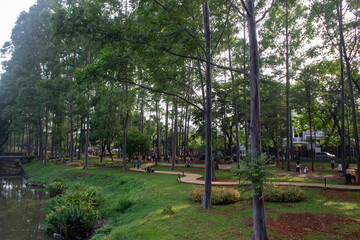portrait of urban forest, park, garden in the morning with big tree and river as flood and pollution prevention