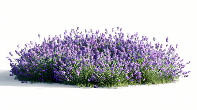 lavender isolated on white background