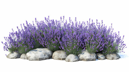 Lavender blooming plants hq arch viz cutout bush shrub. Lavender Fields. Illustration