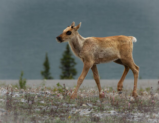 Cute Caribou Calf on the ALCAN highway in the Northern British Columbia.