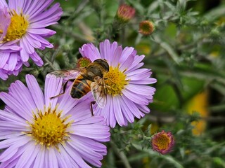The last ones autumn flowers in the garden of the aster alpinus (