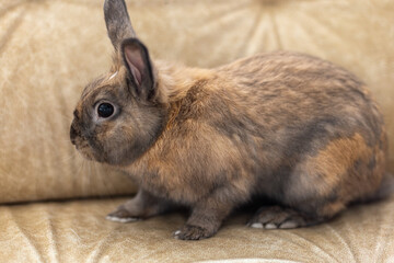 Red rabbit on the couch. Pet concept. Easter holidays.