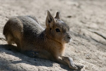 Patagonian mara