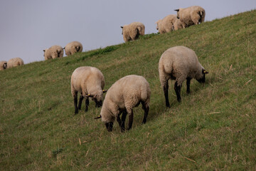 Pislum an der ostfriesischen Nordseeküste