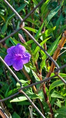 A vibrant flower contrasts with a metal fence