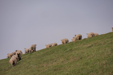 Obraz premium Pislum an der ostfriesischen Nordseeküste