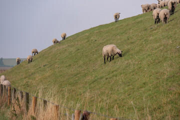 Pislum an der ostfriesischen Nordseeküste