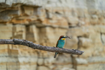 The European bee-eater, one of the most beautifully colored migratory birds that visits us in Europe.