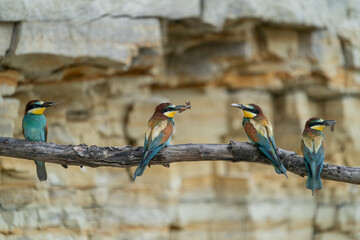 The European bee-eater, one of the most beautifully colored migratory birds that visits us in...