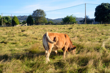 Ternero pastando en pradera de pasto desde atrás