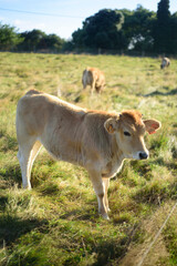 Ternero en pradera de pasto