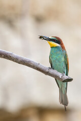 The European bee-eater, one of the most beautifully colored migratory birds that visits us in Europe.