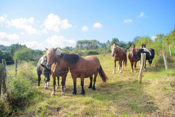 Obraz premium Caballos en pradera de hierba y cielo azul 