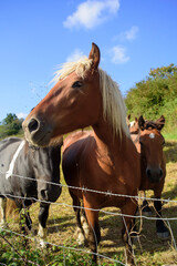 Obraz premium Caballos en pradera de hierba y cielo azul 