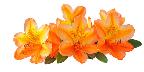 Oranges Flower on white Background, Rhododendron vireya Tropic Glow: Trusses of large orange flowers with a golden yellow throat