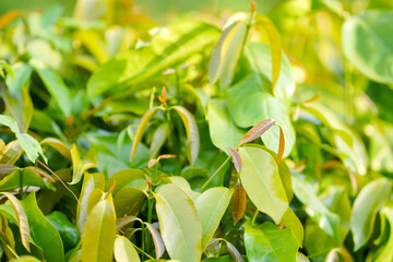 Selectively focus on young leaves that grow well.