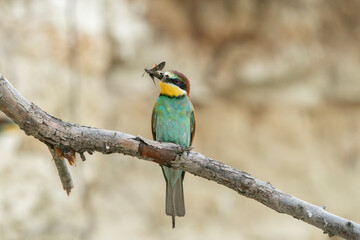 The European bee-eater, one of the most beautifully colored migratory birds that visits us in Europe.