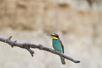 The European bee-eater, one of the most beautifully colored migratory birds that visits us in Europe.