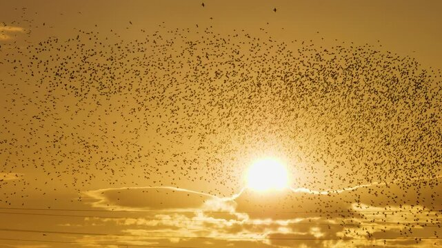 Sunset and large flock of flying starlings against the sun. Starlings murmuration. Lithuania, August. 