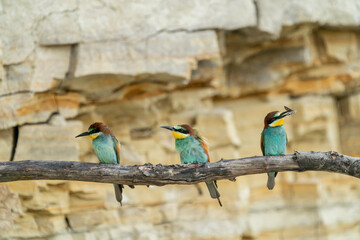 The European bee-eater, one of the most beautifully colored migratory birds that visits us in...