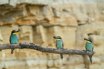 The European bee-eater, one of the most beautifully colored migratory birds that visits us in Europe.