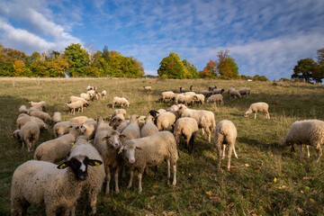 Autumn landscape in central Slovakia with sheep. Autumn landscape. Fall scenery with colored trees and leafs. Lamb and sheep on the pasture near autumn forest.
