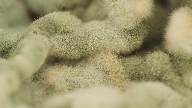 Close up of green mold fungal fugus on food, cheese expired, macro of dangerous food.
