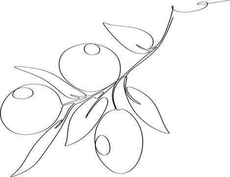 recommend clip art: Olives in continuous line drawing style. Minimalist black line sketch on white background. Hand drawn vector illustration.