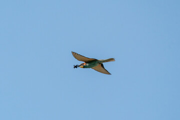 The European bee-eater, one of the most beautifully colored migratory birds that visits us in Europe.
