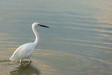 Elegant White Egret Wading in Serene Water at Dawn