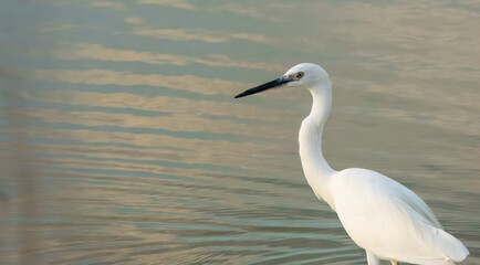 Beautiful White Egret Standing Gracefully in Calm Waters
