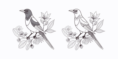 Hand-Drawn Vector Magpie Birds Illustration - Black and White