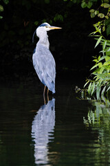 grey heron in the water