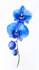 Blue Pencil Hand Painting, Flowers, Poppy, Orchid, Rose, Abstract Image, Texture, Pattern Background, Wallpaper, Cover and Screen of Smartphone, PC, Laptop, 9:16 and 16:9 Format