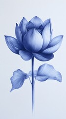 Blue Pencil Hand Painting, Flowers, Poppy, Orchid, Rose, Abstract Image, Texture, Pattern Background, Wallpaper, Cover and Screen of Smartphone, PC, Laptop, 9:16 and 16:9 Format