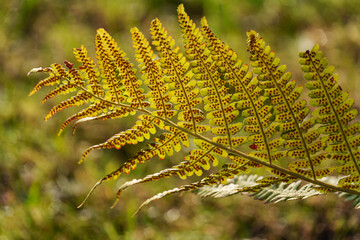 späsommer im westfälischen Weseke
