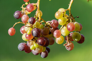 späsommer im westfälischen Weseke