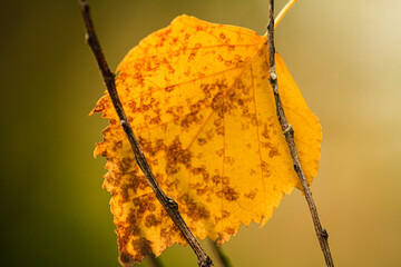 yellow falling autumn leaf on a tree