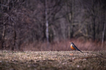 Red-breasted Little Thrush stands on a palyan looking for food