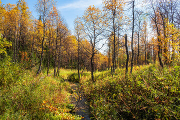Picturesque autumn forest with trees turning golden yellow, set against a clear blue sky and lush greenery below. 