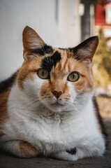 cat, street cat, alley cat, sitting cat, ginger cat, stray cat