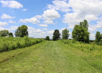 The long grass field in the countryside on a sunny day.