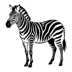 Obraz premium zebra isolated on white background