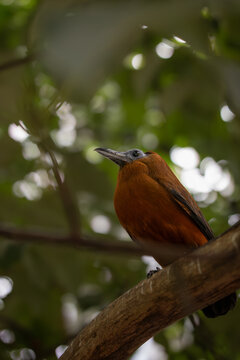 The Capuchinbird or Calfbird (Perissocephalus Tricolor) is a Large Passerine Bird of the Family Cotingidae. Shallow Depth of Field of Avian Animal on Twig in Zoological Park.