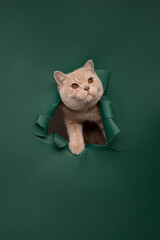 cat on the green background