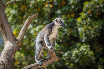 Shallow Depth of Field of Ring-Tailed Lemur in Zoo. Alert Madagascar Furry Animal in Zoological Garden.