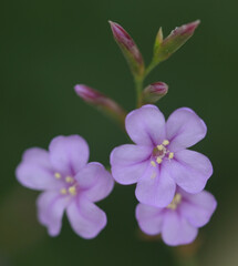 Obraz premium Beautiful close-up of limonium emarginatum