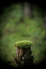 Stump with moss